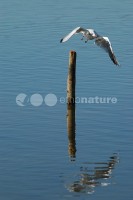 /album/guincho-comum-larus-ridibundus/gv007-jpg/