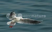 /album/guincho-comum-larus-ridibundus/gv013-jpg/