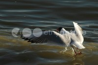 /album/guincho-comum-larus-ridibundus/gv015-jpg/