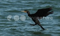 /album/corvo-marinho-de-faces-brancas-phalacrocorax-carbo/cor005-jpg/