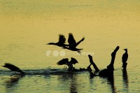 /album/corvo-marinho-de-faces-brancas-phalacrocorax-carbo/corvo01-1-jpg/