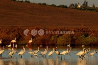 /album/colhereiro-platalea-leucorodia/colhereiro02-jpg/