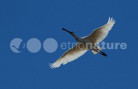 /album/colhereiro-platalea-leucorodia/colh002-jpg/