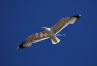 /album/gaivota-de-patas-amarelas-larus-cachinnans/gaivotapatas02-jpg/