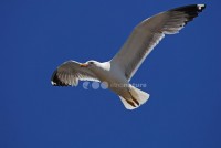 /album/gaivota-de-patas-amarelas-larus-cachinnans/gaivotapatas03-jpg/