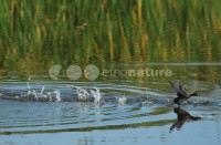 /album/mergulh%c3%a3o%20-pequeno%20%28tachybaptus%20ruficollis%29/mergulhao02-jpg/