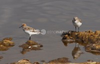 /album/pilrito-sanderlingo-calidris-alba/limicolas01-jpg/