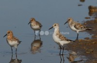 /album/pilrito-sanderlingo-calidris-alba/limicolas02-jpg/