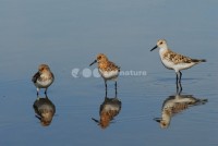 /album/pilrito-sanderlingo-calidris-alba/limicolas04-jpg/
