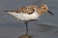 /album/pilrito-sanderlingo-calidris-alba/limicolas07-jpg/