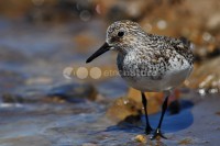 /album/pilrito-sanderlingo-calidris-alba/limicolas08-jpg/