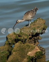/album/ma%c3%a7arico-galego%20%28numenius%20phaeopus%29/ma%c3%a7002-jpg/