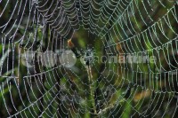 /album/ambiente/div008-jpg/