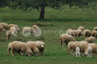 /album/ambiente/div005-1-jpg/