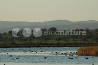 /album/ambiente/pat007-jpg/