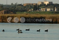 /album/ambiente/pat005-jpg/